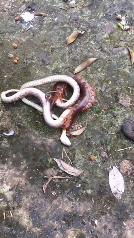 뱀과 대왕지네의 혈투 장면(유튜브 영상 캡처)