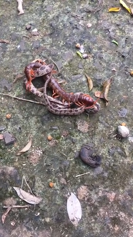 뱀과 대왕지네의 혈투 장면(유튜브 영상 캡처)