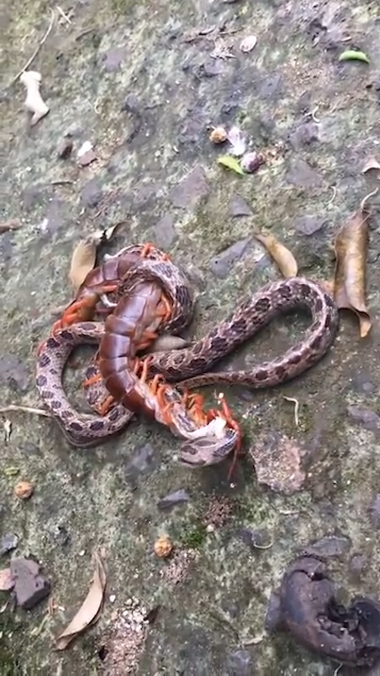 뱀과 대왕지네의 혈투 장면(유튜브 영상 캡처)