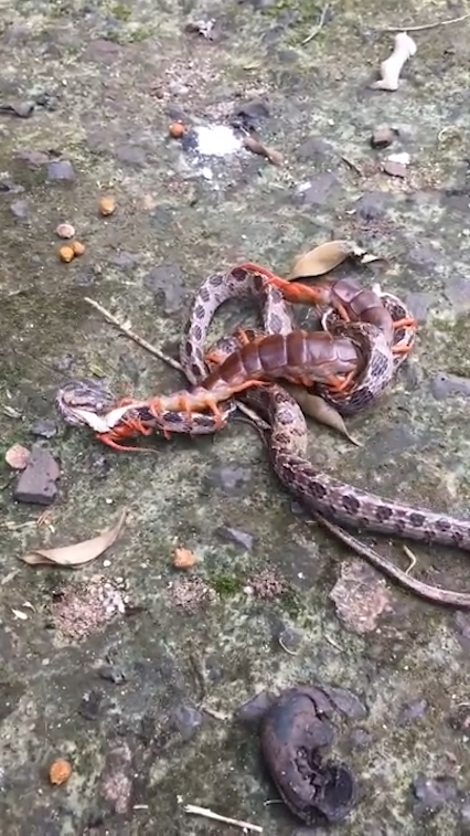 뱀과 대왕지네의 혈투 장면(유튜브 영상 캡처)