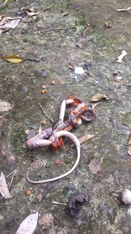 뱀과 대왕지네의 혈투 장면(유튜브 영상 캡처)