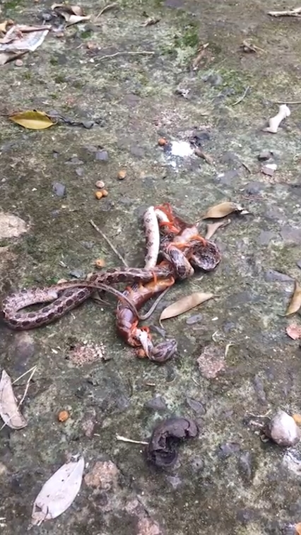 뱀과 대왕지네의 혈투 장면(유튜브 영상 캡처)