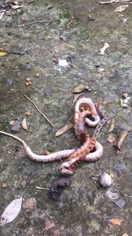 뱀과 대왕지네의 혈투 장면(유튜브 영상 캡처)