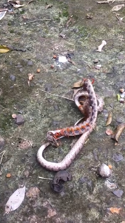 뱀과 대왕지네의 혈투 장면(유튜브 영상 캡처)