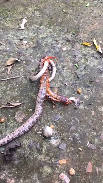 뱀과 대왕지네의 혈투 장면(유튜브 영상 캡처)