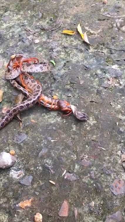 뱀과 대왕지네의 혈투 장면(유튜브 영상 캡처)