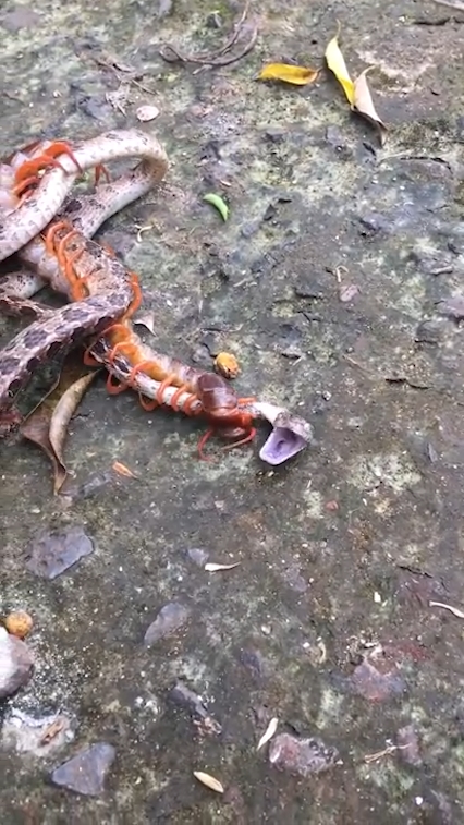 뱀과 대왕지네의 혈투 장면(유튜브 영상 캡처)