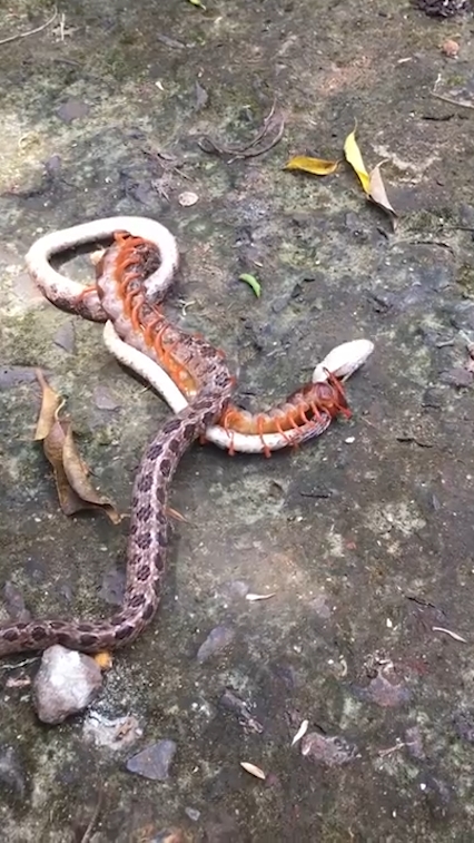 뱀과 대왕지네의 혈투 장면(유튜브 영상 캡처)