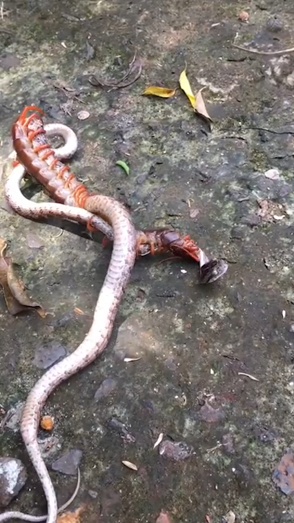 뱀과 대왕지네의 혈투 장면(유튜브 영상 캡처)