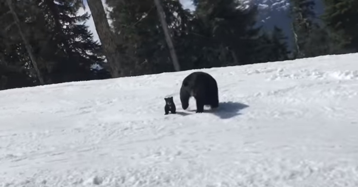 새끼 곰을 지키기 위해 달려드는 어미 흑곰. Vancouver Sun 유튜브.