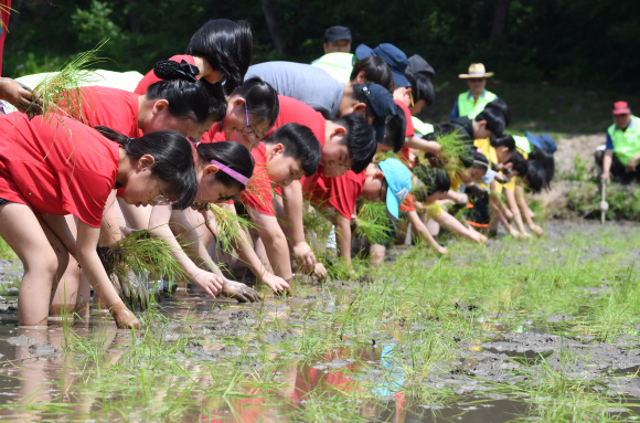 30일 오전 서울 도봉구 도봉동 무수골 논체험장에서 열린  ‘2018 전통 모내기 체험 행사’에 참가한 어린이들이 모를 심고 있다. 2018.5.30 도준석 기자 pado@seoul.co.kr