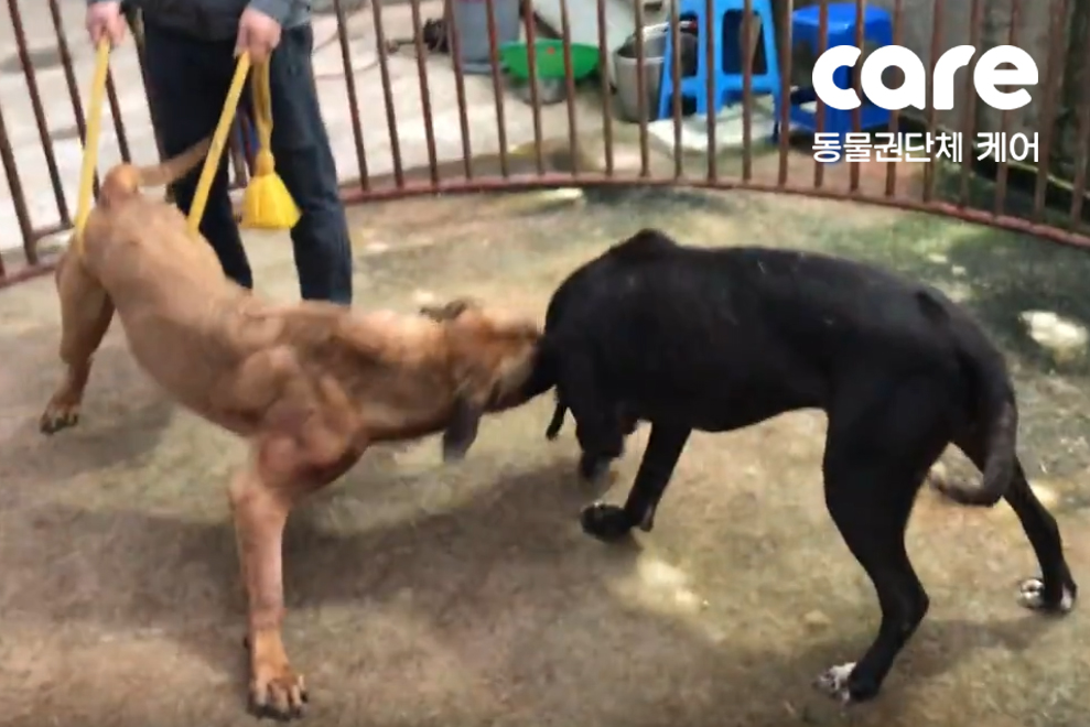 지난 30일 오전 동물권단체 케어가 경찰과 함께 찾아간 인천 강화군의 투견장에서 개 두 마리가 뒤엉켜 싸우고 있다. [사진=케어 제공]