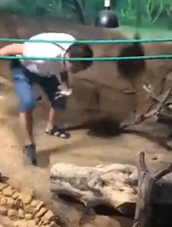 중국의 한 동물원에서 뱀에게 먹잇감을 주려다 손을 물린 사육사 모습(유튜브 영상 캡처)