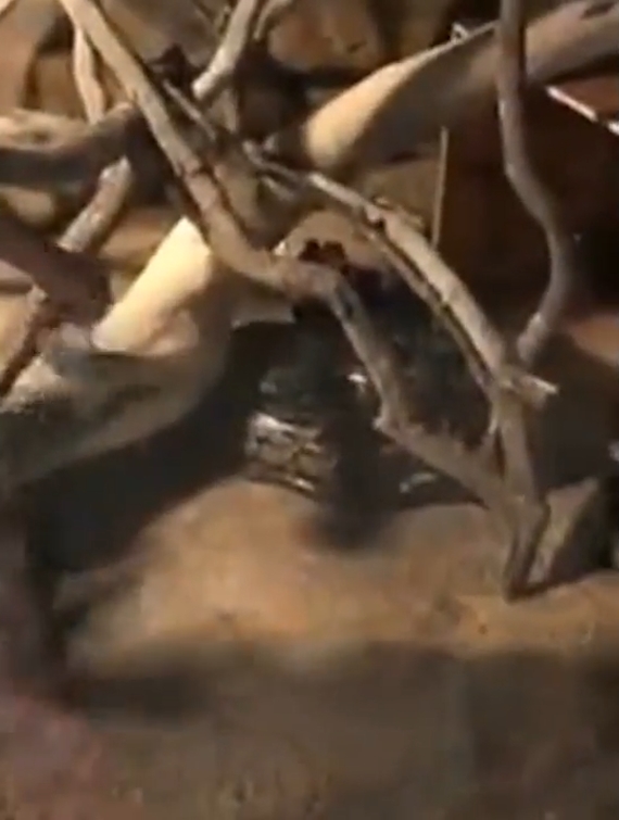 중국의 한 동물원에서 뱀에게 먹잇감을 주려다 손을 물린 사육사 모습(유튜브 영상 캡처)