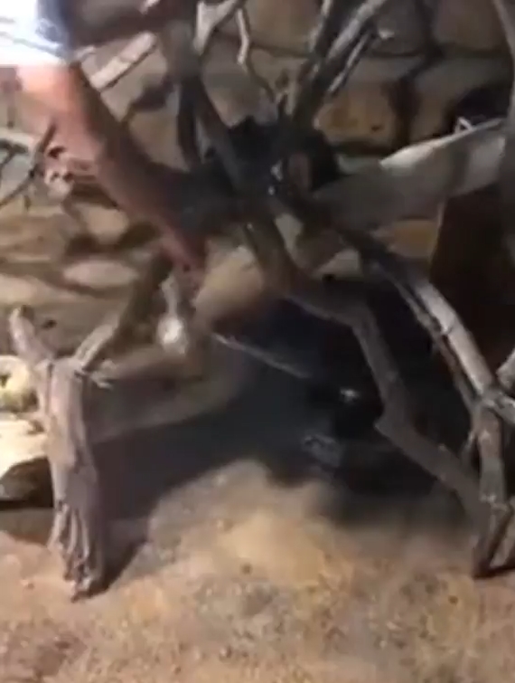 중국의 한 동물원에서 뱀에게 먹잇감을 주려다 손을 물린 사육사 모습(유튜브 영상 캡처)