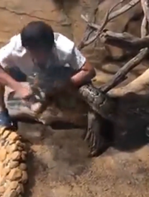 중국의 한 동물원에서 뱀에게 먹잇감을 주려다 손을 물린 사육사 모습(유튜브 영상 캡처)