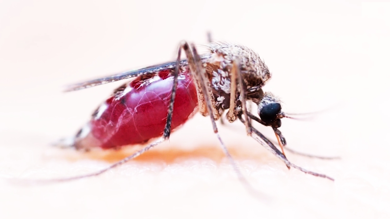 사람 살 표면에 붙어 있는 모기 한 마리가 사람 피를 흡입하는 놀랍고 생생한 모습(유튜브 영상 캡처)