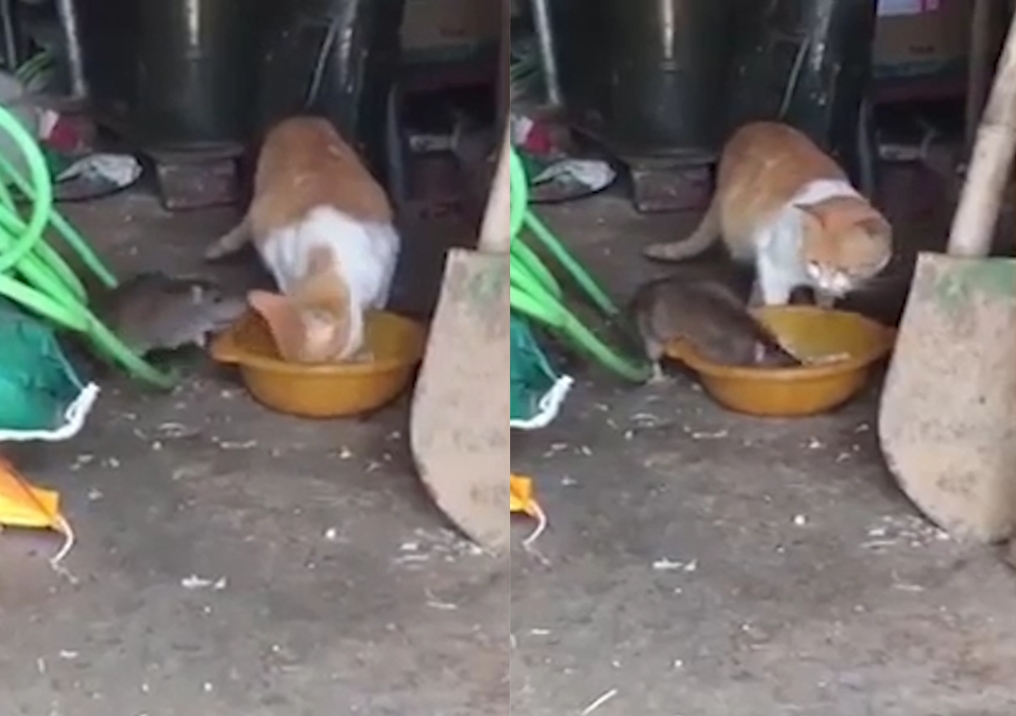 하나의 밥그릇을 두고 쥐와 고양이가 겸상하는 모습(유튜브 영상 캡처)