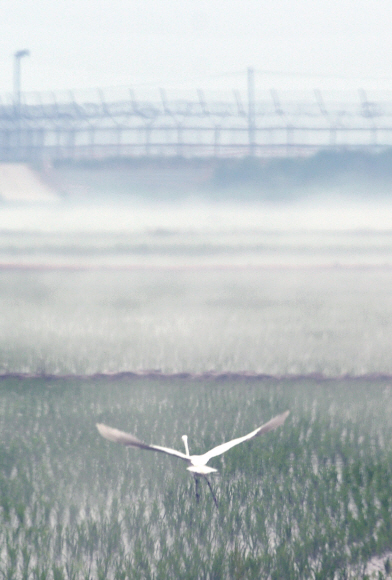 4일 인천시 강화군의 한 접경지역에서 물안개가 피어오르는 철책 사이로 백로 한마리가 앉아 있다. 2018.6.4  박지환기자 popocar@seoul.co.kr