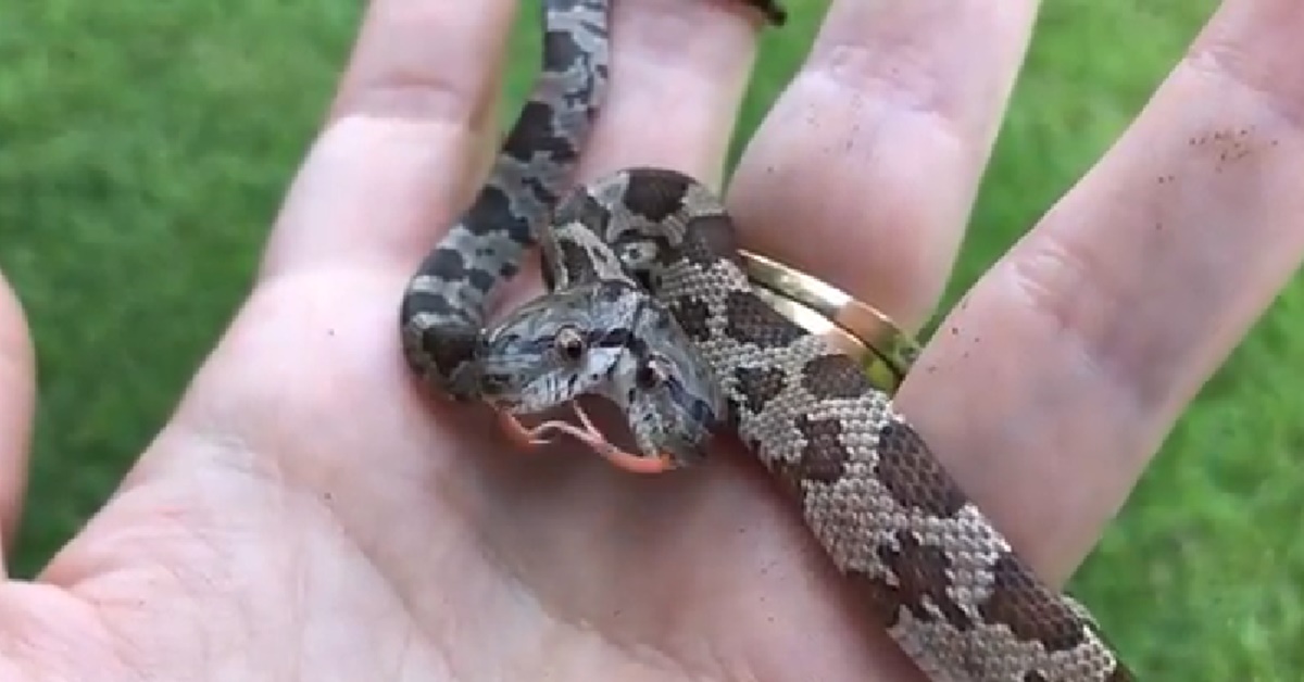 집 뒷마당서 발견된 머리 둘 달린 뱀. metro news ht/유튜브