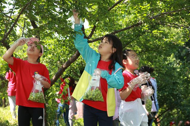 지난 5일 서울 도봉구 창2동 ‘초안산 매실축제’에서 어린이들이 매실을 따고 있다. <br>도봉구 제공