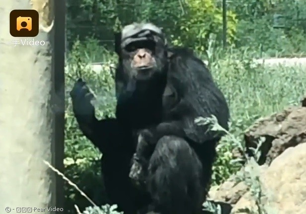 담배 피우는 침팬지 자쿠.  리슈핀 동영상 캡처 화면