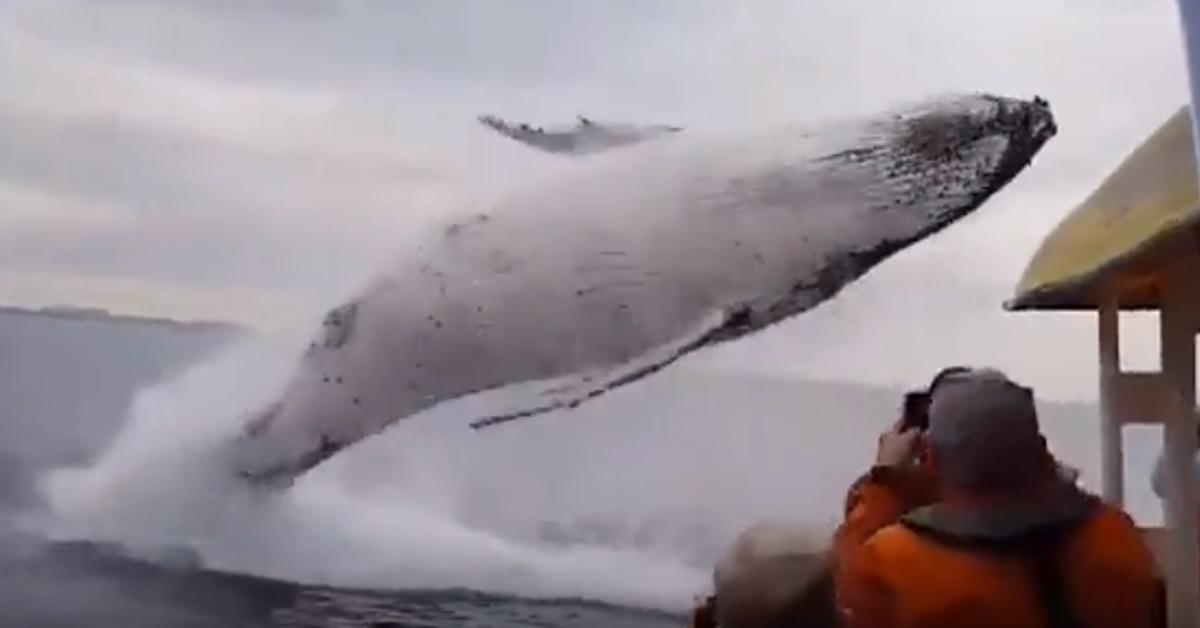 거대한 혹등고래가 수면 위로 뛰어오르는 순간.