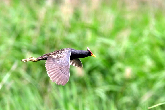 ‘뜸북뜸북 울던 뜸북새’ 요즘은 귀한 새