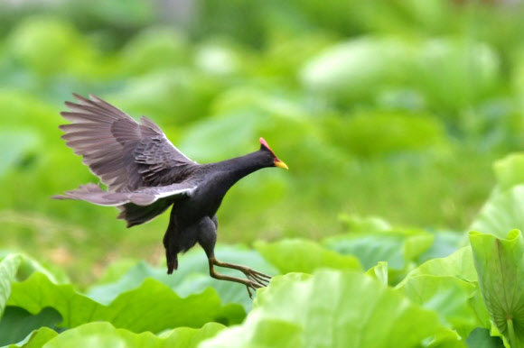 ‘뜸북뜸북 울던 뜸북새’ 요즘은 귀한 새