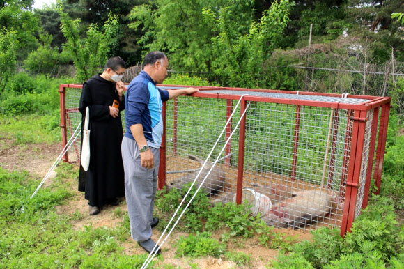 농진청, 손쉬운 멧돼지 포획 트랩 개발