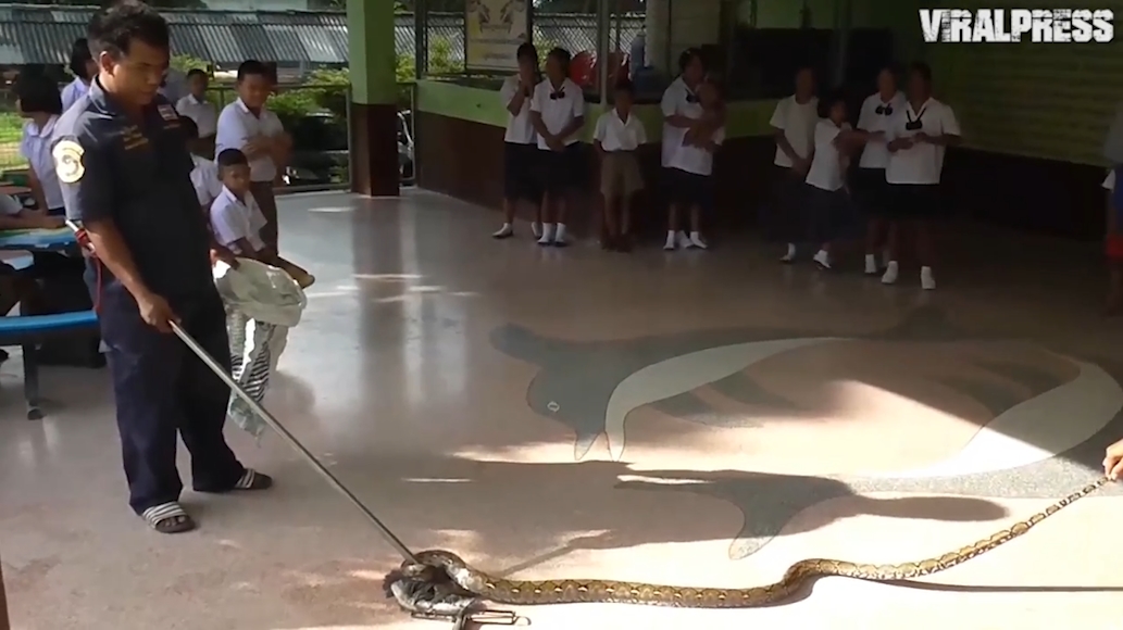 태국 앙통(Ang Thong) 와트 피니타마산(Wat Phinitthammasan) 학교 화장실에서 발견된 4미터 가량의 비단뱀(유튜브 영상 캡처)