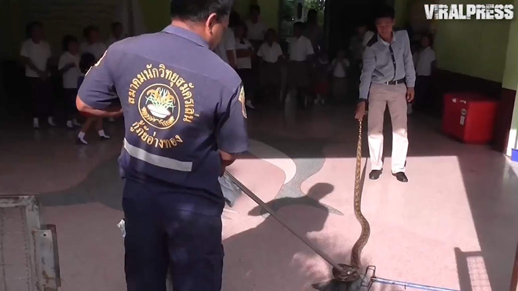 태국 앙통(Ang Thong) 와트 피니타마산(Wat Phinitthammasan) 학교 화장실에서 발견된 4미터 가량의 비단뱀(유튜브 영상 캡처)