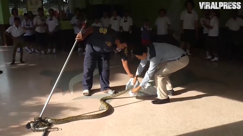 태국 앙통(Ang Thong) 와트 피니타마산(Wat Phinitthammasan) 학교 화장실에서 발견된 4미터 가량의 비단뱀(유튜브 영상 캡처)