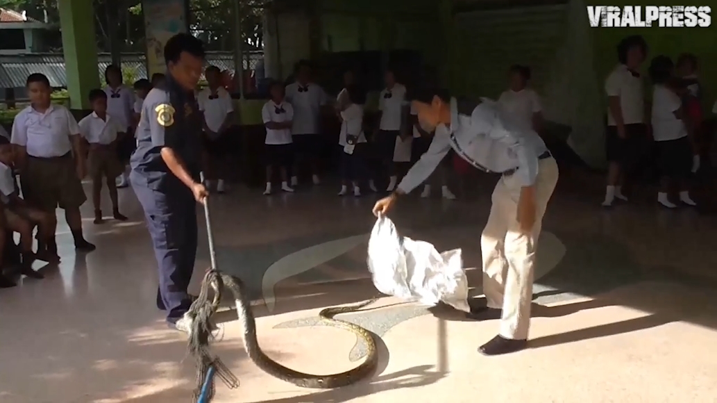 태국 앙통(Ang Thong) 와트 피니타마산(Wat Phinitthammasan) 학교 화장실에서 발견된 4미터 가량의 비단뱀(유튜브 영상 캡처)
