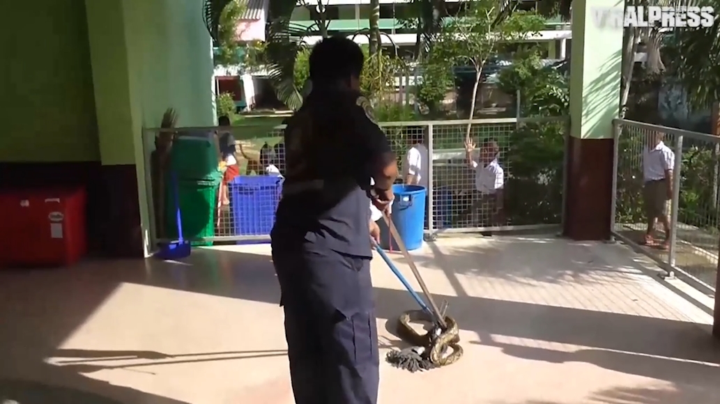 태국 앙통(Ang Thong) 와트 피니타마산(Wat Phinitthammasan) 학교 화장실에서 발견된 4미터 가량의 비단뱀(유튜브 영상 캡처)