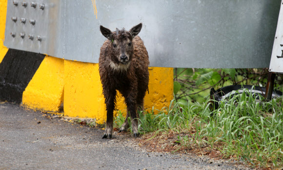 지난 9일 오전 강원 고성군 진부령 도로변에서 주변을 살피는 천연기념물 217호 산양 한 마리가 카메라에 포착됐다. 사진을 촬영한 민준규씨는 “산양이 나타난 곳은 차량이 질주하는 곳으로 자칫 로드킬을 당할 우려가 있어 도로 안으로 들어오지 못하도록 한 후 철망 틈으로 빠져나갈 수 있도록 했다”고 설명했다. 2018.6.12  독자 민준규씨 제공=연합뉴스