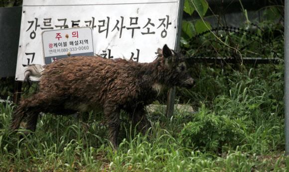 지난 9일 오전 강원 고성군 진부령 도로변에서 주변을 살피는 천연기념물 217호 산양 한 마리가 카메라에 포착됐다. 사진을 촬영한 민준규씨는 “산양이 나타난 곳은 차량이 질주하는 곳으로 자칫 로드킬을 당할 우려가 있어 도로 안으로 들어오지 못하도록 한 후 철망 틈으로 빠져나갈 수 있도록 했다”고 설명했다. 2018.6.12  독자 민준규씨 제공=연합뉴스