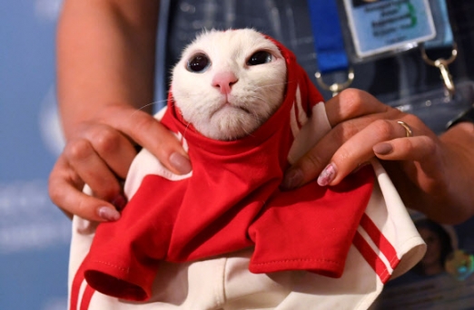 러시아월드컵의 ‘예언가 고양이’ 아킬레스