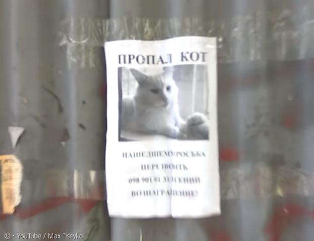 슬레이트 벽에 붙은 고양이 실종 전단지. 유튜브 영상 캡처 화면