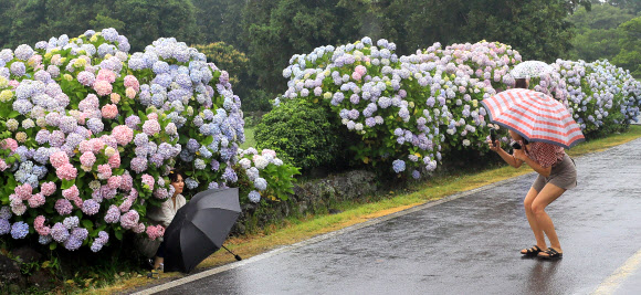 제주 장마 시작