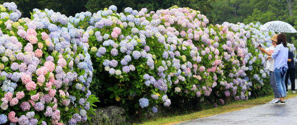 제주 장마 시작