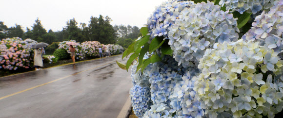 제주 장마 시작