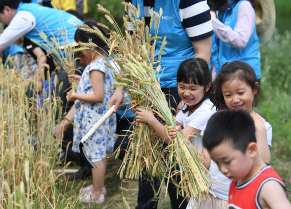 19일 서울 서초구 양재천 일원에서 열린 ‘서초구 보리수확 전통체험 행사’에 참여한 유치원생들이 직접 수확한 보리를 들고 즐거워하고 있다. 서초구는 하천환경 보전에 대한 주민의 관심을 증대시키고, 하천환경을 깨끗게 조성하기 위해 이번행사를 마련했다.2018. 6. 19. 박윤슬 기자 seul@seoul.co.kr