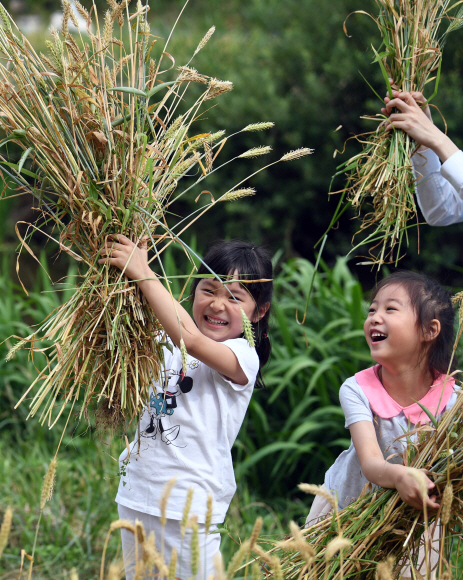 19일 서울 서초구 양재천 일원에서 열린 ‘서초구 보리수확 전통체험 행사’에 참여한 유치원생들이 직접 수확한 보리를 들고 즐거워하고 있다. 서초구는 하천환경 보전에 대한 주민의 관심을 증대시키고, 하천환경을 깨끗게 조성하기 위해 이번행사를 마련했다.2018. 6. 19. 박윤슬 기자 seul@seoul.co.kr