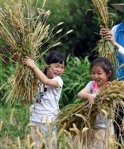 19일 서울 서초구 양재천 일원에서 열린 ‘서초구 보리수확 전통체험 행사’에 참여한 유치원생들이 직접 수확한 보리를 들고 즐거워하고 있다. 서초구는 하천환경 보전에 대한 주민의 관심을 증대시키고, 하천환경을 깨끗게 조성하기 위해 이번행사를 마련했다.2018. 6. 19. 박윤슬 기자 seul@seoul.co.kr