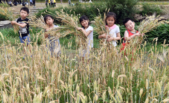19일 서울 서초구 양재천 일원에서 열린 ‘서초구 보리수확 전통체험 행사’에 참여한 유치원생들이 직접 수확한 보리를  들고 즐거워하고 있다. 서초구는 하천환경 보전에 대한 주민의 관심을 증대시키고, 하천환경을 깨끗게 조성하기 위해 이번행사를 마련했다.2018. 6. 19. 박윤슬 기자 seul@seoul.co.kr