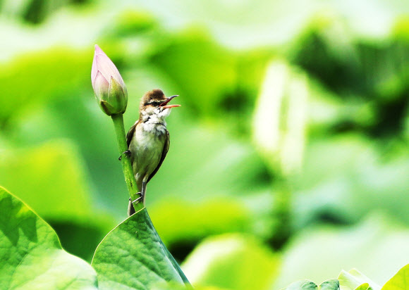20일 오후 경기도 이천시 설성면 성호호수 연꽃단지에서 개개비 한 마리가 목청껏 노래를 부르고 있다. 2018.6.20  연합뉴스