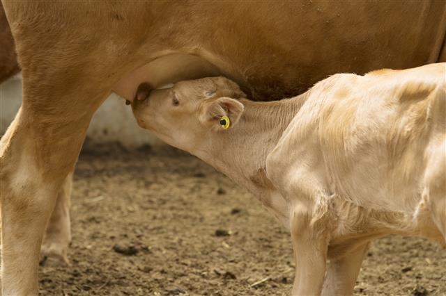 한낮 기온이 29도까지 올라간 20일 강원 횡성군 우천면 황고개농장에서 어린 송아지가 어미젖을 먹으며 한가로운 오후를 보내고 있다.2018.6.20 뉴스1