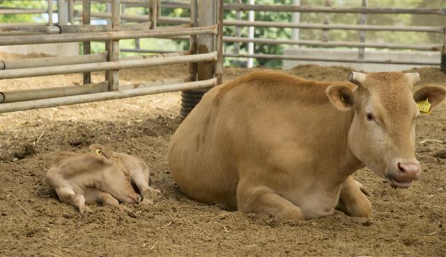 한낮의 기온이 29도까지 오른 20일 강원 횡성군 우천면 하궁리에 위치한 황고개농장에서 송아지가 어미소 옆에서 낮잠을 자며 나른한 오후를 보내고 있다.2018.6.20 뉴스1