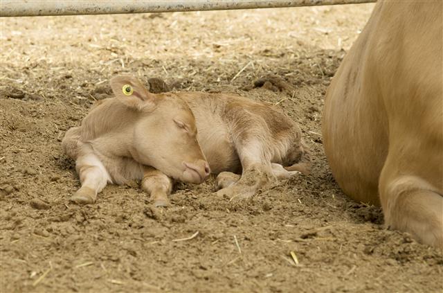 한낮의 기온이 29도까지 오른 20일 강원 횡성군 우천면 하궁리에 위치한 황고개농장에서 어린 송아지가 어미소 옆에서 시원한 선풍기 바람을 쐬며 낮잠을 자고 있다.2018.6.20 뉴스1